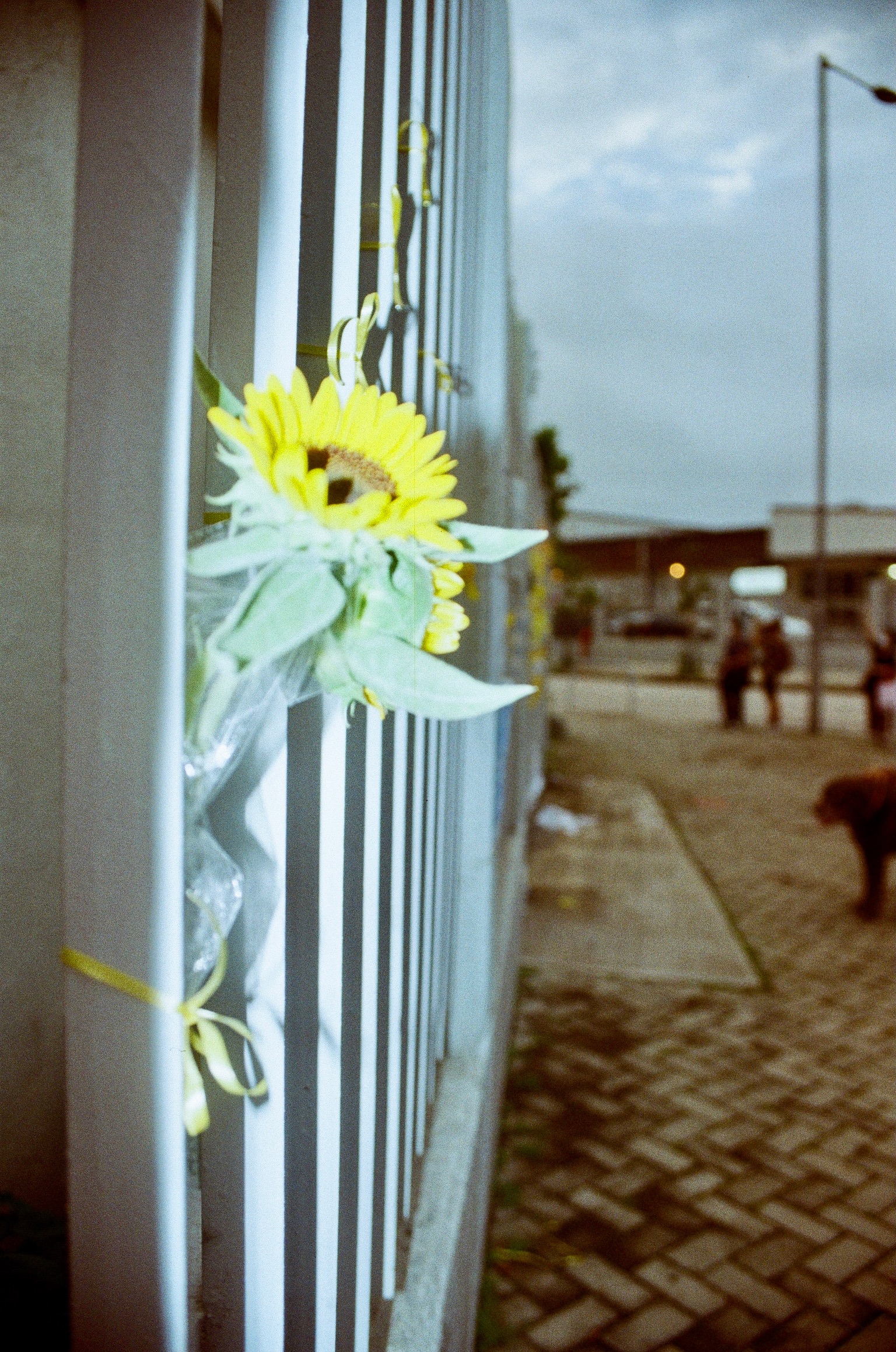 Fuji 200 #8